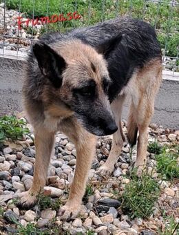 FRUMOASA sucht ihr Zuhause - Konstanz