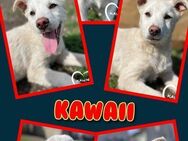 Hübscher Kawaii wartet aufs happyend! - Nürnberg