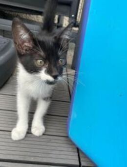 💫 Charmeur Babykater Luis 💫 - Eislingen (Fils)