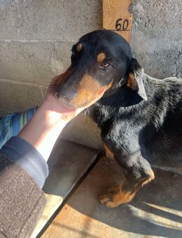 Hazel, 4 Jahre, Bracke, auf Körbchensuch - Schwalmtal (Nordrhein-Westfalen)