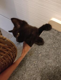 BritischKurzhaar mit unbekanntem Kater Babys zu verkaufen - Herbolzheim