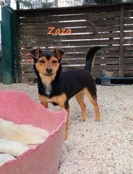 Zaza schüchternes Mädchen 08/22 GRC - Ruppertsecken