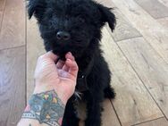 Maltipoo Welpen - Markdorf