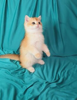 Liebevolle BKH und BLH Kitten - Schwalbach