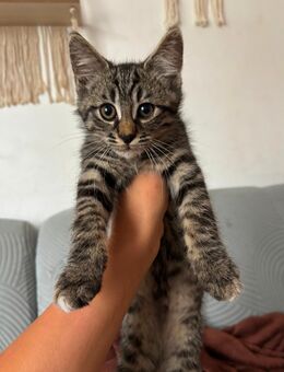 ❤️ Ab sofort abzugeben - Mix - Kater ❤️ - Wittichenau