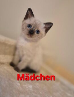BKH - Heilige Birma Mix Kitten - Bückeburg Zentrum