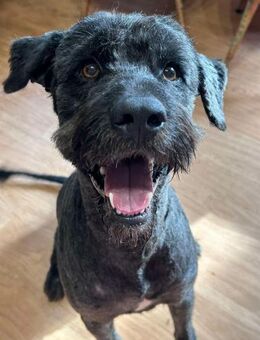 Hübscher, großer Rüde, 2 Jahre - Kappeln (Schleswig-Holstein)