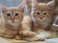 2 kleine Mix Kater in 04895