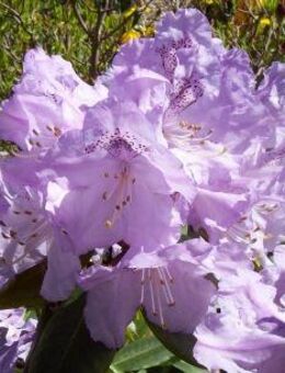 Alterswohnsitz mit Garten und Tieren - Oldenburg