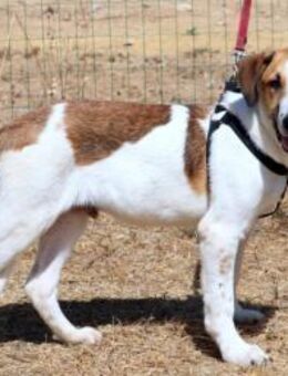 Henrique, ein Seelchen - Brunstorf