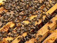 Suche Stellplatz für Bienen ab Frühling 2025 - Giesen