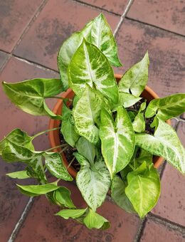 Grünpflanze Purpurtute Syngonium podophyllum Sorte Arrow (ohne Topf) - Hamburg Wandsbek