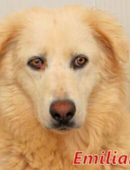 EMILIANA - große weiße Bärin - Regensburg