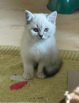 Reinrassige britisch Kurzhaar Kitten - Gotha