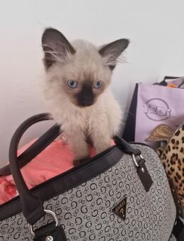 Main Coon kitten - Lich