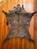 Wildschweinfell, "Keilerschwarte" in 63667