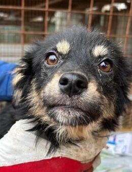 neugierige THEKLA ~ in schwarz-braun - Duisburg