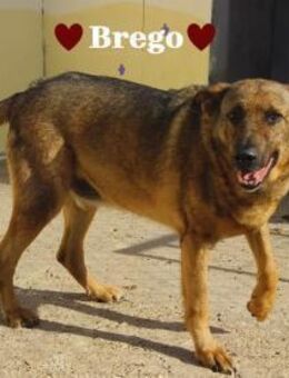 Brego Probiers mal mit Gemütlichkeit - Stein-Wingert