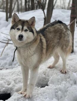 AIMI- sucht liebevolle Familie - Mainhardt