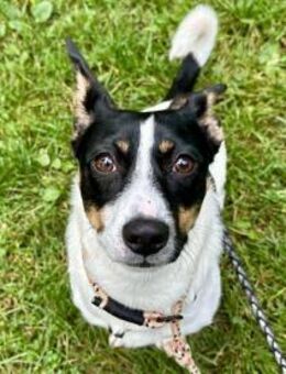 Snoopy ist ein verschmustes Zwergerl - Elsdorf (Nordrhein-Westfalen)
