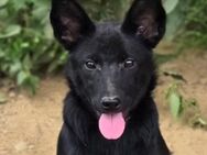 FREYA 2 sucht Familie - Gefrees