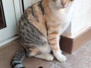 wundervolle Katzenkinder suchen Zuhause - Geisenheim