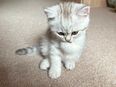 Süße Kitten Reinrassige in 78056