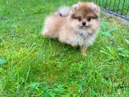 * gesunde, aktive Pomeranian Zwergspitz Welpe Mädchen W - echt klein * - Elmshorn