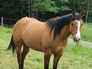 Reitbeteiligung gesucht PsR - Bergisch Gladbach