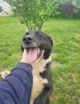 Fidelio - sucht seine( n) Menschen - Konstanz