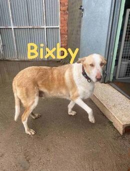 Bixby - ein smarter Typ 🙂 - Rinteln