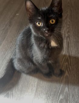 Maine Coon Mix Kitten - Hamburg Hamburg-Nord