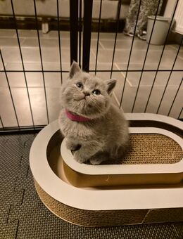 Sieben zuckersüße Kitten suchen ein liebevolles Zuhause - Irsch