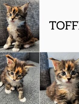 Süße reinrassige Maine Coon.-TOFFI - Dürmentingen