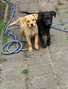 Labrador Schäferhund Welpen - Klötze Neuferchau