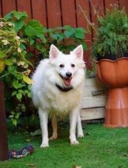 Timm sucht verständnisvolle Familie - Chemnitz