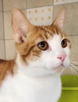 Lieber, umgänglicher Kater Congo - Karlsruhe