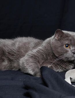 Reinrassige Britisch Kurzhaar (BKH) Kitten aus familiärer Hobbyzucht - Hungen