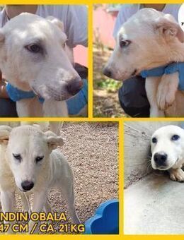 Labrador Mischling Obala sucht..... - Margetshöchheim