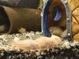 Panzerwels Corydoras aeneus Albino Aquarium Aquariumfische in 99752