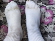 Dreckige stinkende Tennissocken 🧦 - Nienburg (Weser)