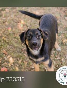 Chip 230315: Hundekind sucht ein Zuhause - Kirchzell