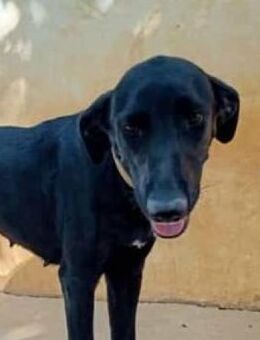 MERCY - wo ist meine FAMILIE ???....... - Kempen