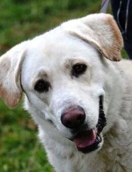 Wo findet BUBIK sein Glück? - Gefrees