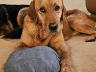 Labrador Ouzo sucht sein Zuhause - Lippetal