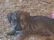 Allerliebste Rauhaardackel / Cairn Terrier (F1 Hybridwelpen) - Wissen