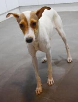 Pocha sucht ihre Menschen - Niedereschach