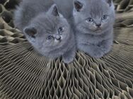 Reinrassige BKH Kitten in liebevolle Hände abzugeben - Remscheid