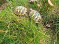 Testudo hermanni boettgeri Nachzuchten (24 u. älter) in 06406