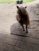 Suche shettlandpony Stute in 29693